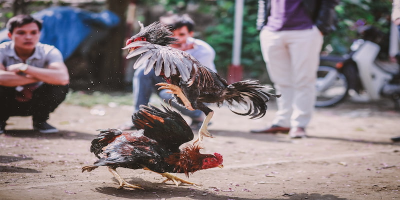 Người chơi cần nắm rõ một số quy tắc để chơi đá gà trực tuyến hiệu quả